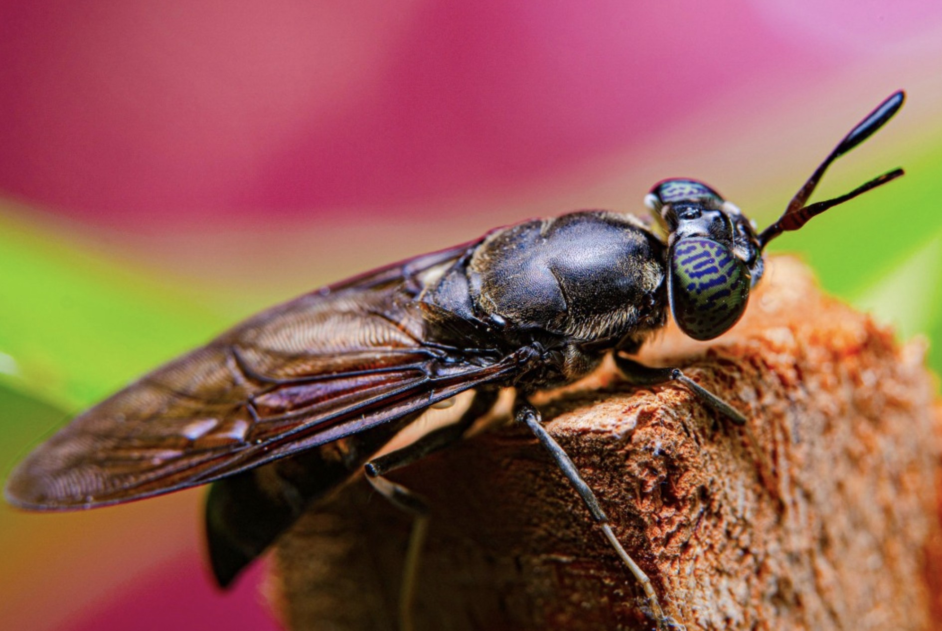 Black Soldier Fly Products